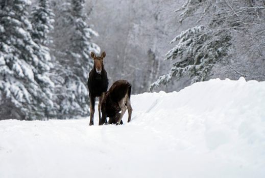 Moose in the Snow in Riding Mountain Provincial Park Canada