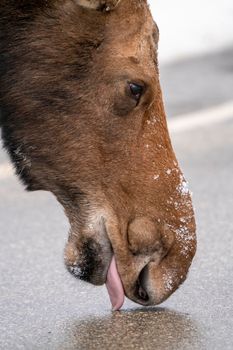 Moose in the Snow in Riding Mountain Provincial Park Canada