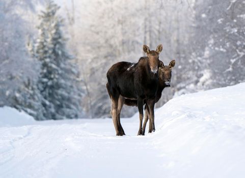 Moose in the Snow in Riding Mountain Provincial Park Canada