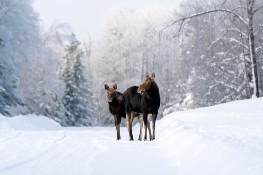 Moose in the Snow in Riding Mountain Provincial Park Canada