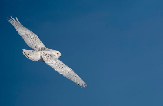 Snowy Owl winter Saskatchewan Canada in flight