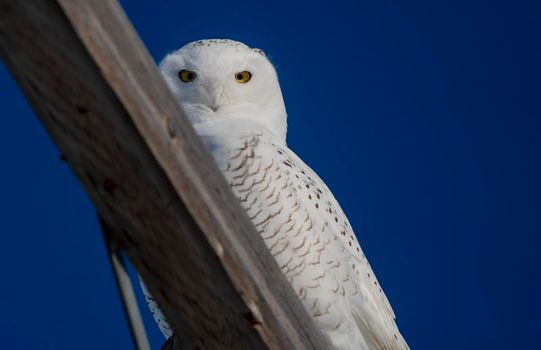Snowy Owl winter Saskatchewan Canada perched Pole