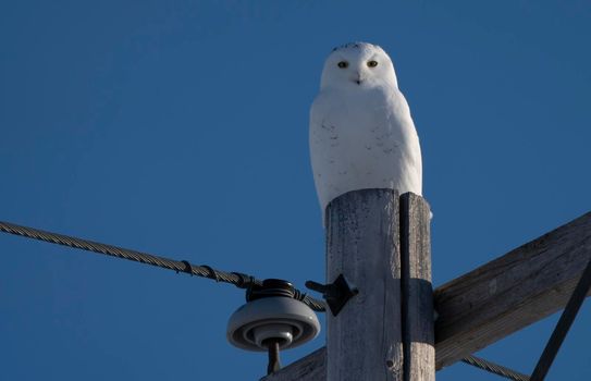 Snowy Owl winter Saskatchewan Canada perched Pole