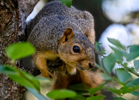 Squirrel in tree close up Saskatchewan Canada Summer