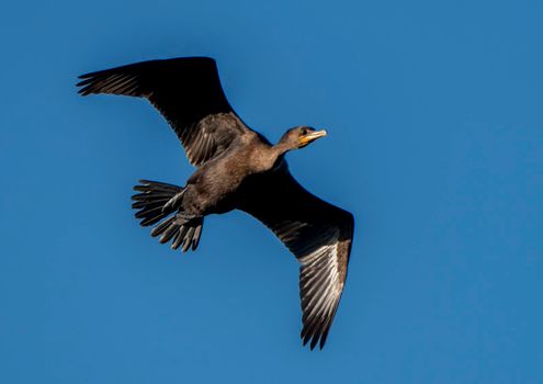 Cormorants at lake in Saskatchewan Canada prairie wildlife