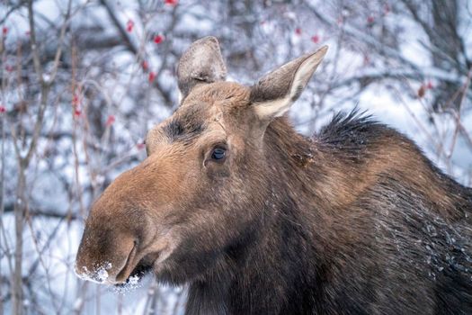 Moose in the Snow in Riding Mountain Provincial Park Canada