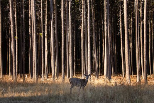 Pine Forest Cypress Hills Interprovincial Park Saskatchewan Alberta