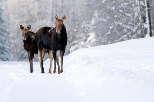 Moose in the Snow in Riding Mountain Provincial Park Canada