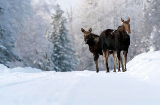 Moose in the Snow in Riding Mountain Provincial Park Canada