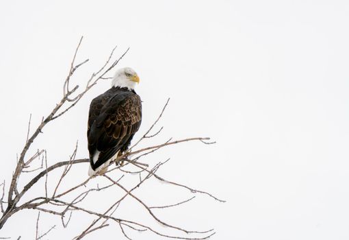 Winter Manitoba Bald Eagle Dauphin Canada Cold