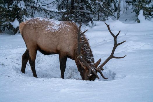 Prince Albert National Park Saskatchewan Canada Elk winter