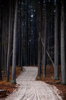 Pine Forest Cypress Hills Interprovincial Park Saskatchewan Alberta