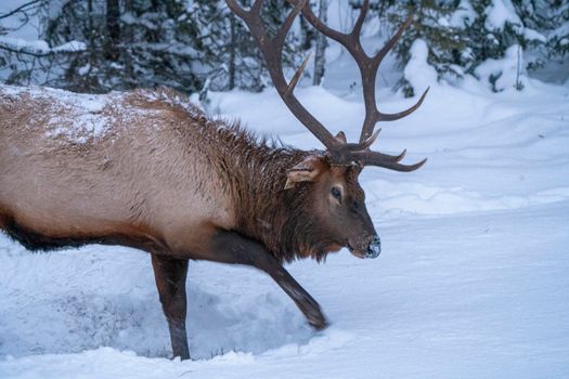 Prince Albert National Park Saskatchewan Canada Elk winter