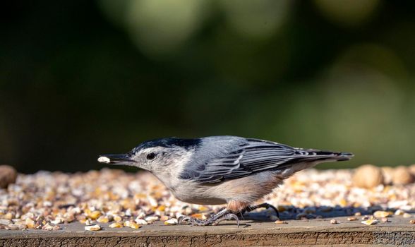 Nuthatch at feeder in park moose jaw Saskatchewan Canada