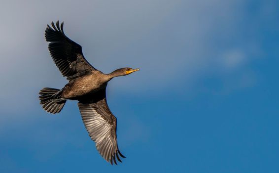 Cormorants at lake in Saskatchewan Canada prairie wildlife