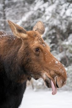 Moose in the Snow in Riding Mountain Provincial Park Canada