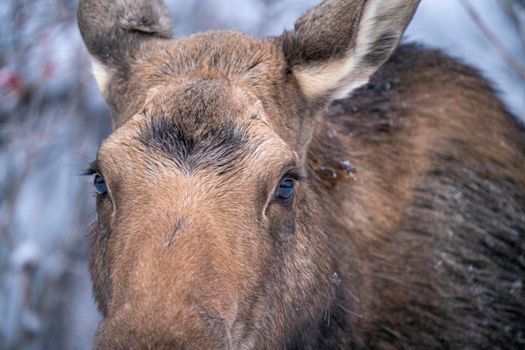 Moose in the Snow in Riding Mountain Provincial Park Canada