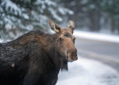 Moose in the Snow in Riding Mountain Provincial Park Canada