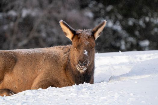 Prince Albert National Park Saskatchewan Canada Elk winter