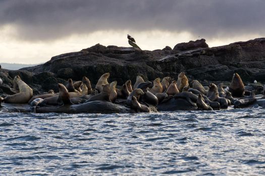 Sea Lions sitting on a rock island during a winter morning. Picture taken in Hornby Island, British Columbia, Canada.