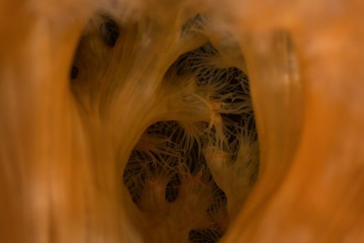 Macro Picture of Orange Plumose Anemone in Pacific Northwest Ocean. Picture taken in Porteau Cove, British Columbia, Canada.