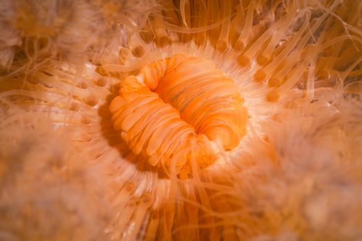 Macro Picture of Orange Plumose Anemone in Pacific Northwest Ocean. Picture taken in Porteau Cove, British Columbia, Canada.