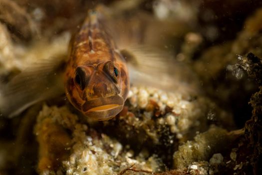 Underwater macro picture of a rock fish. Taken at Coopers Green, Sunshine Coast, British Columbia, Canada.