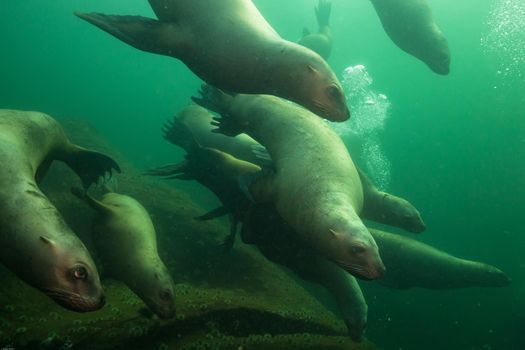 Herd of Sea Lions swimming underwater. Picture taken in Pacific Ocean near Hornby Island, BC, Canada.