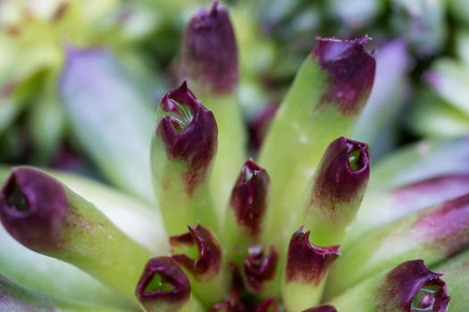 Macro picture of Oddity Hens and Chicks. Taken during spring time.
