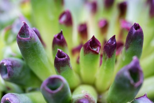 Macro picture of Oddity Hens and Chicks. Taken during spring time.