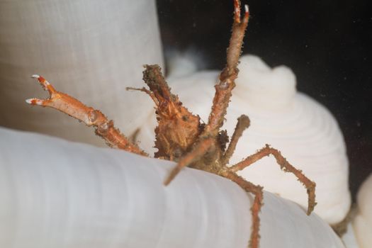 Close up Macro Picture of a Crab Sitting on a white anemone Underwater. Picture taken in Porteau Cove, British Columbia, Canada.