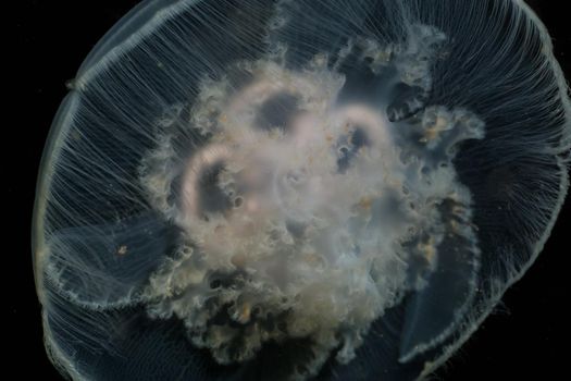 Underwater macro picture of a Jelly Fish. Taken in Tuwanek, Sunshine Coast, BC, Canada.