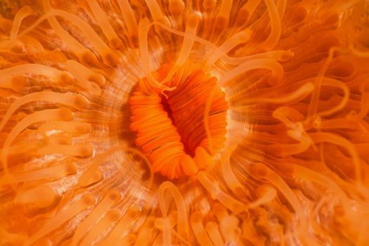 Macro Picture of Orange Plumose Anemone in Pacific Northwest Ocean. Picture taken in Porteau Cove, British Columbia, Canada.
