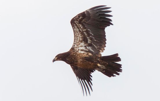 Golden Eagle Canada Prairie migration in flight