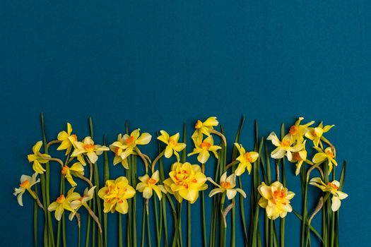 large bouquet of yellow daffodils on an indigo background. Copy space. Can be used as a card, background for screensavers, greetings