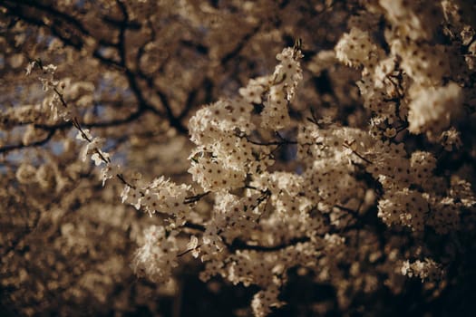 Fully flowering tree in the green field in spring and blue sky