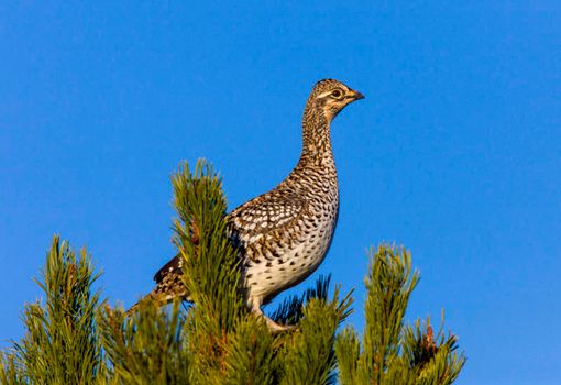 Sharp Tailed Grouse in Tree Alberta Canada