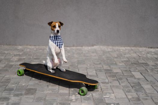 Jack Russell Terrier dog dressed in sunglasses and a plaid bandanna performs tricks on a longboard