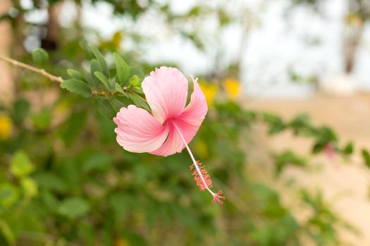 Pink macro hibiscus flower on blur green leaves background