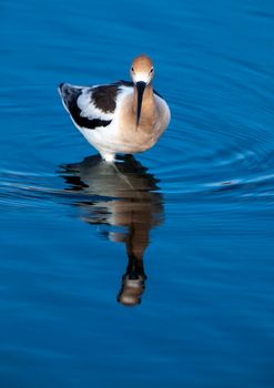 American Avocet Saskatchewan wading in a Pond