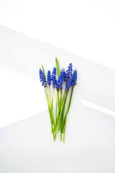 Beautiful composition - blue muscari lie on a white table.