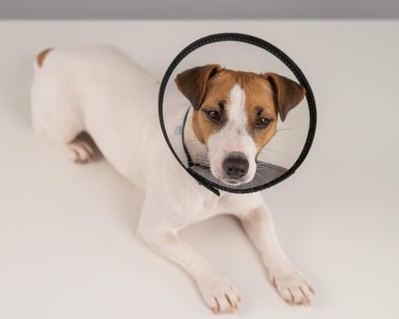 Jack Russell Terrier dog in plastic cone after surgery