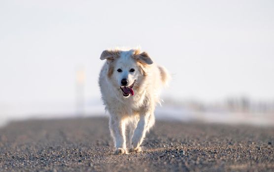 Dog Running on a rural gravel road Saskatchewan