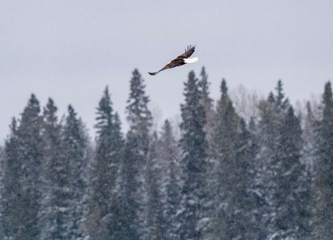 Bald Eagle Saskatchewan in Winter Northern Migration Flying