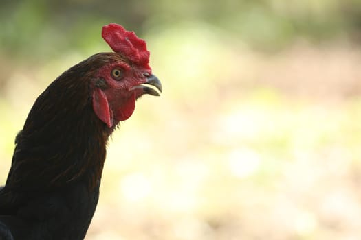 Indian Rooster at rural Home