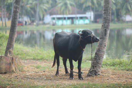 Rural Village area India