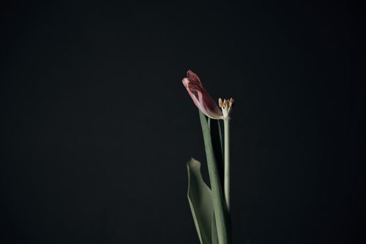 flower in hand on black background isolated