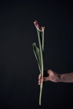 Female hands holding a sluggish flower. grey background. Leaves in hands.