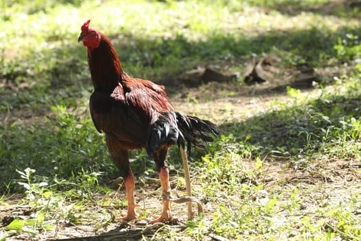 Indian Rooster at rural Home