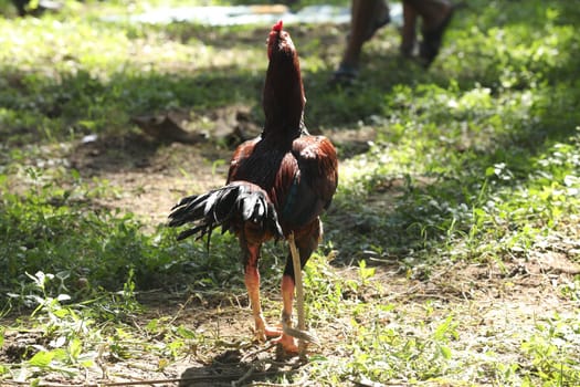 Indian Rooster at rural Home